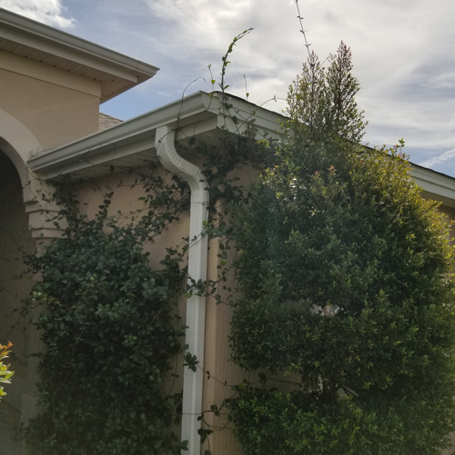 outofcontrolshrubs